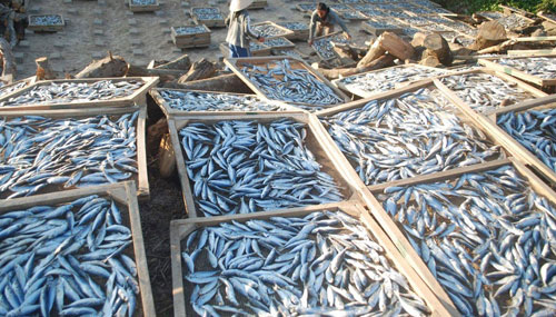 Phát hiện chất cực độc trong cá nục tại Quảng Trị - 1