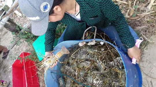 Tôm hùm, cá chết hàng loạt ở vùng biển Phú Yên - 1