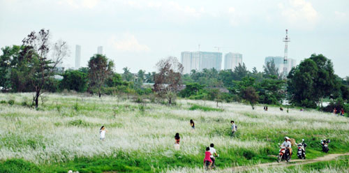 Cánh đồng cỏ lau đẹp như tranh giữa Sài Gòn - 1