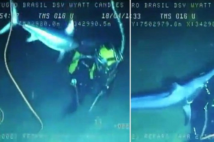 Video: Cá kiếm 2m điên cuồng tấn công thợ lặn dưới biển - 1