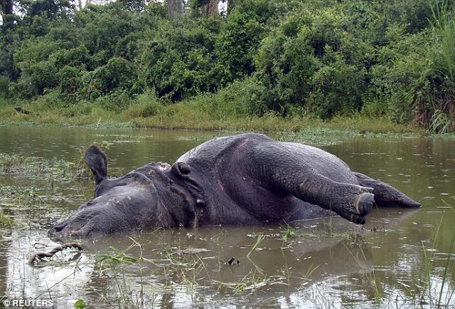 Ấn Độ: Tê giác cái bị húc chết vì từ chối “yêu” - 1