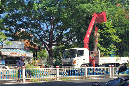 Cây phượng bất ngờ bật gốc đè hai người đi đường - 2