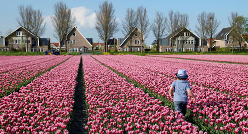 Khu vườn đẹp như thiên đường của mẹ Việt ở Hà Lan - 1