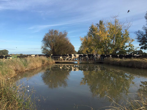 Nghe Phan Anh, Thùy Minh kể chuyện lạ về… “bò và sữa” - 2