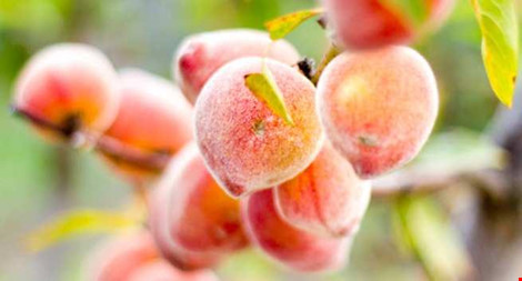 5 loại trái cây tốt nhất cho sức khỏe trong mùa mưa - 1