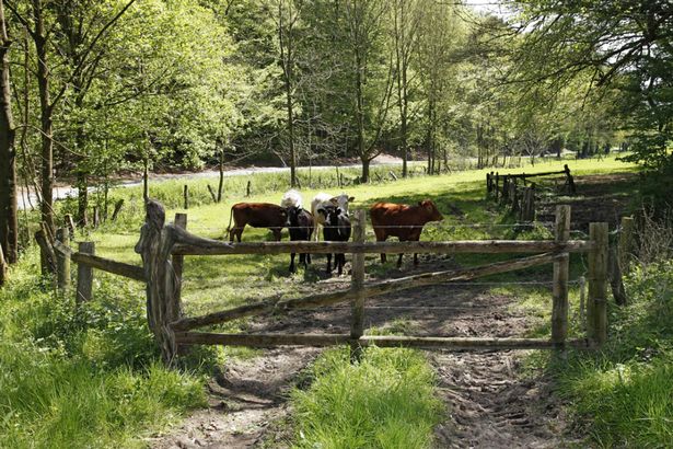 Đức: Mẫu nữ khỏa thân "tàng hình" giữa cảnh nông thôn - 4