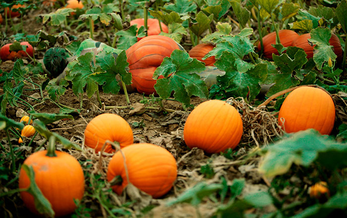 Đức: Mẫu nữ khỏa thân "tàng hình" giữa cảnh nông thôn - 7