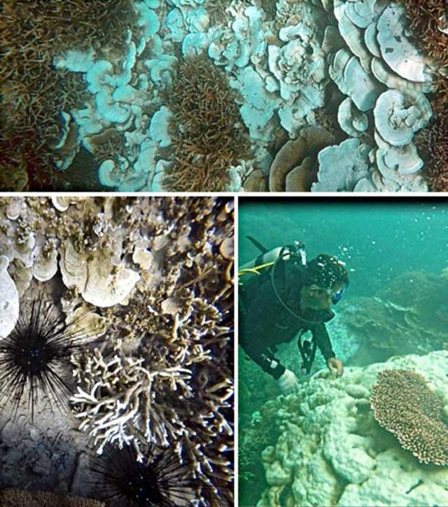 San hô tại Côn Đảo bị tẩy trắng hàng loạt - 1