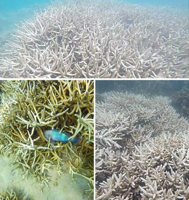 San hô tại Côn Đảo bị tẩy trắng hàng loạt - 2