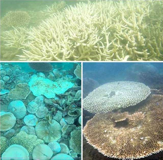 San hô tại Côn Đảo bị tẩy trắng hàng loạt - 3