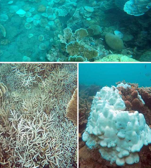 San hô tại Côn Đảo bị tẩy trắng hàng loạt - 4