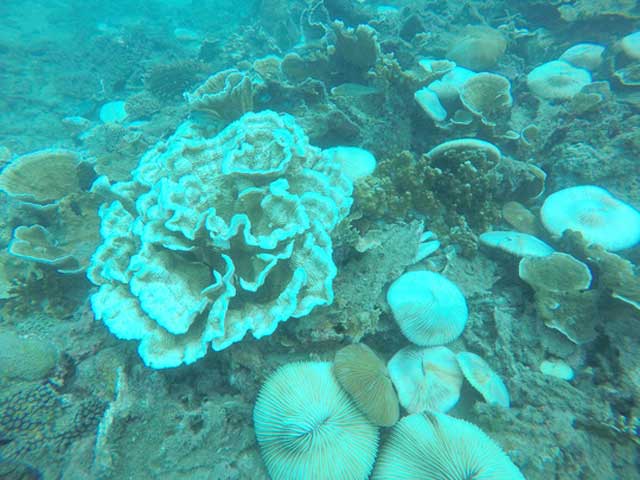 San hô tại Côn Đảo bị tẩy trắng hàng loạt - 5