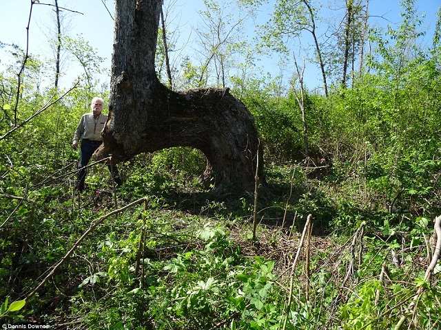 Giải mã hàng loạt cây lớn oằn 90 độ bí ẩn trong rừng Mỹ - 1