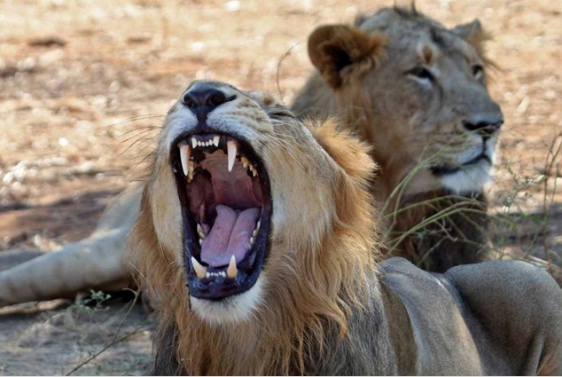 Ấn Độ phạt tù chung thân 3 sư tử ăn thịt người - 1