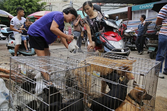 TQ: 10.000 chó mèo bị &#34;hành quyết&#34; đồng loạt trong lễ hội - 5