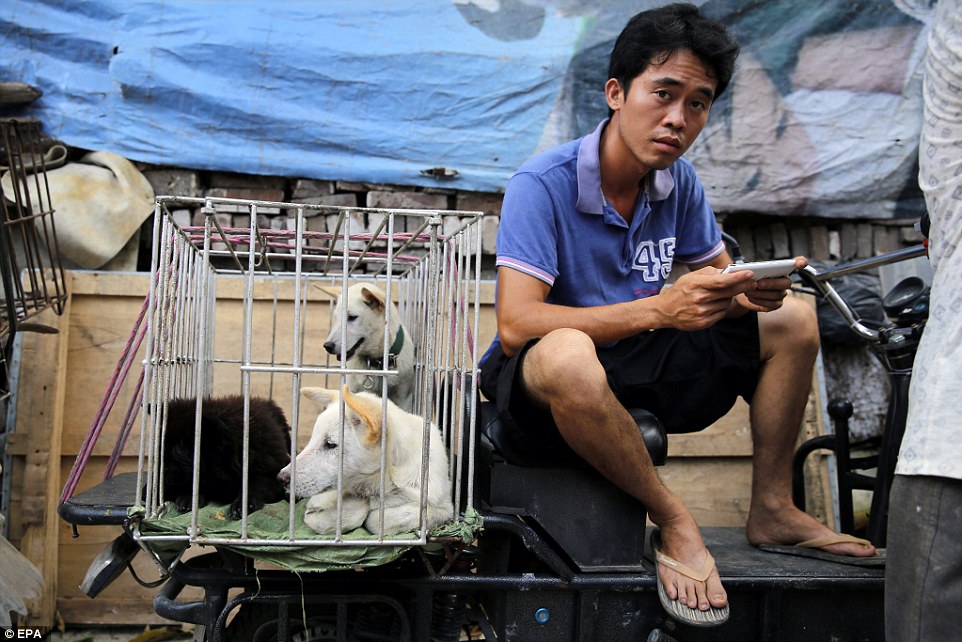 TQ: 10.000 chó mèo bị &#34;hành quyết&#34; đồng loạt trong lễ hội - 4