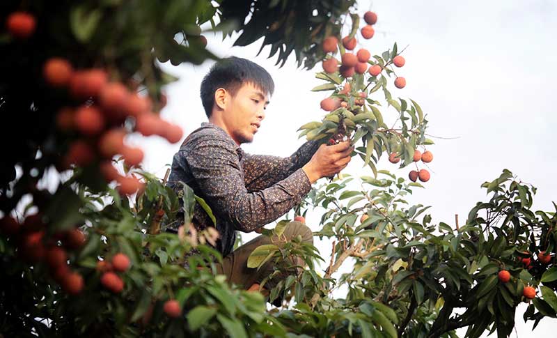 Ảnh: Vải thiều nhuộm đỏ quốc lộ trên xứ vải Lục Ngạn - 1