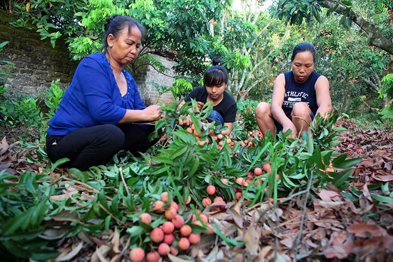 Ảnh: Vải thiều nhuộm đỏ quốc lộ trên xứ vải Lục Ngạn - 2