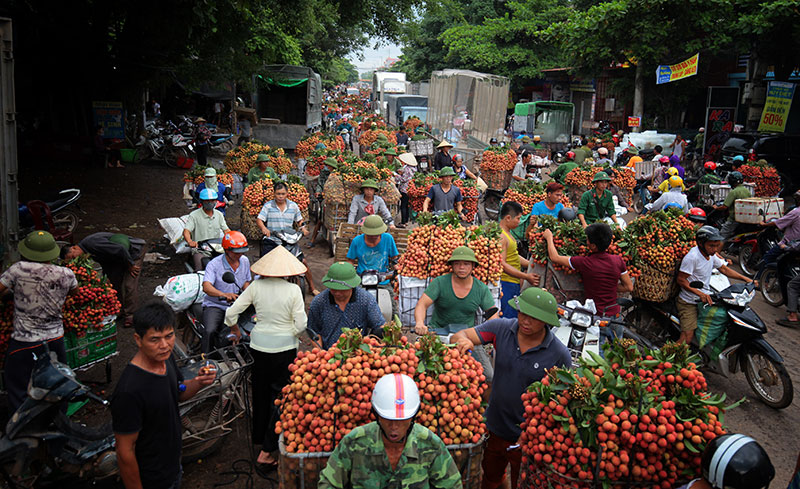 Ảnh: Vải thiều nhuộm đỏ quốc lộ trên xứ vải Lục Ngạn - 3