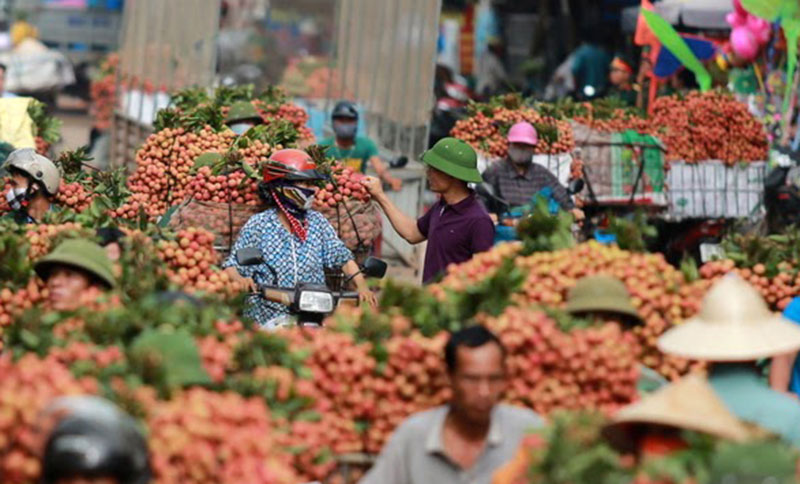 Ảnh: Vải thiều nhuộm đỏ quốc lộ trên xứ vải Lục Ngạn - 5