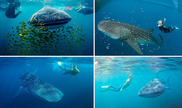 6 địa điểm bạn có thể lặn biển cùng cá mập voi - 1