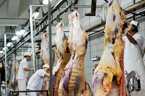 Lo Úc cấm xuất khẩu bò sang Việt Nam - 1
