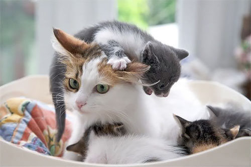 Cười rách mép với tư thế cho con bú của chó mèo - 9
