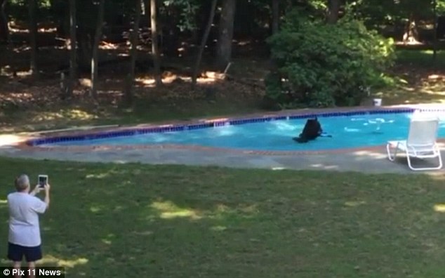 Mỹ: Nắng nóng kéo dài, gấu nâu mò vào bể bơi tắm - 1