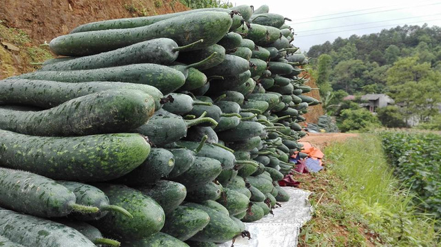 Lạng Sơn: Nông dân lao đao vì bí đao! - 3