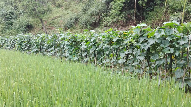 Lạng Sơn: Nông dân lao đao vì bí đao! - 1