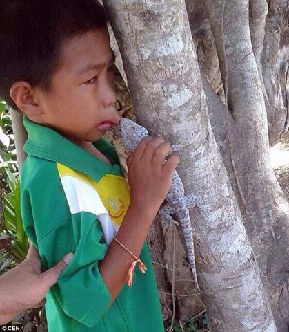 Cậu bé Thái Lan bị tắc kè &#34;khóa môi&#34; không rời - 1