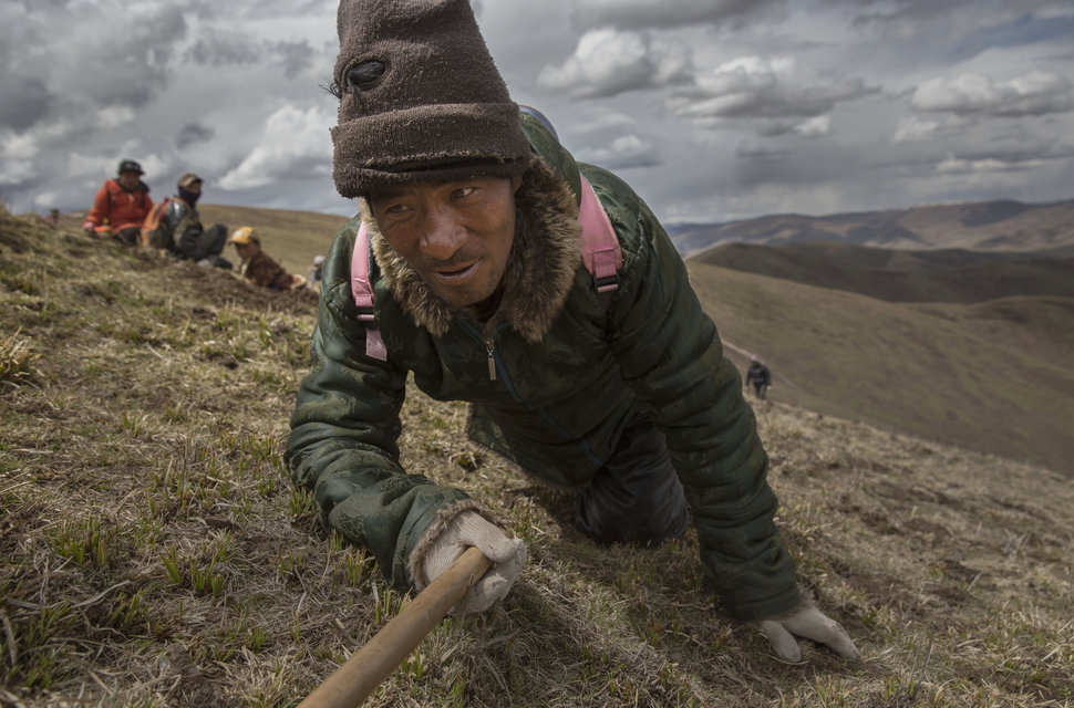 Ảnh: Thâm nhập "mỏ vàng" đông trùng hạ thảo ở Tây Tạng - 1