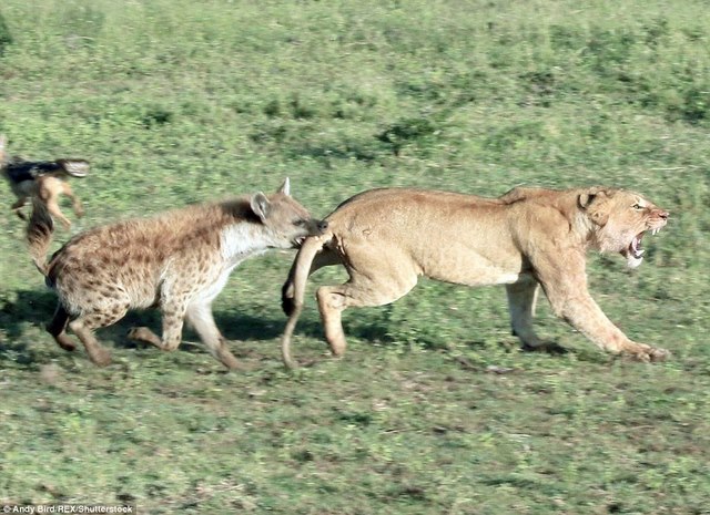 Sư tử bị linh cẩu ngoạm đuôi, cướp thức ăn trắng trợn - 1