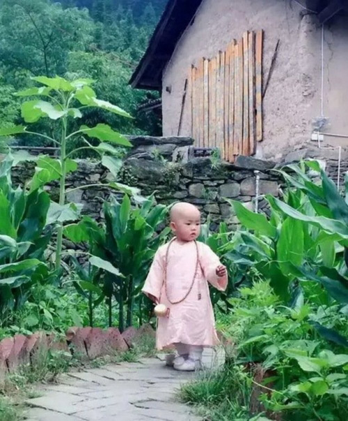 Vợ chồng trẻ sống ẩn dật trên núi như phim kiếm hiệp - 8