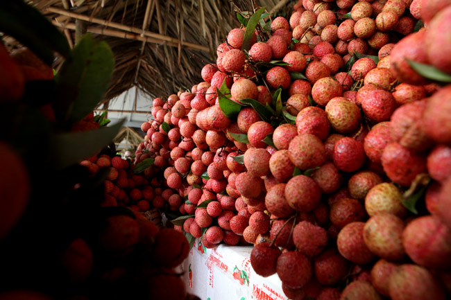 Người Hà Nội đã được ăn vải thiều Bắc Giang chính hiệu - 5