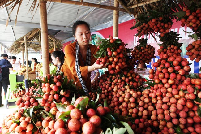 Người Hà Nội đã được ăn vải thiều Bắc Giang chính hiệu - 2