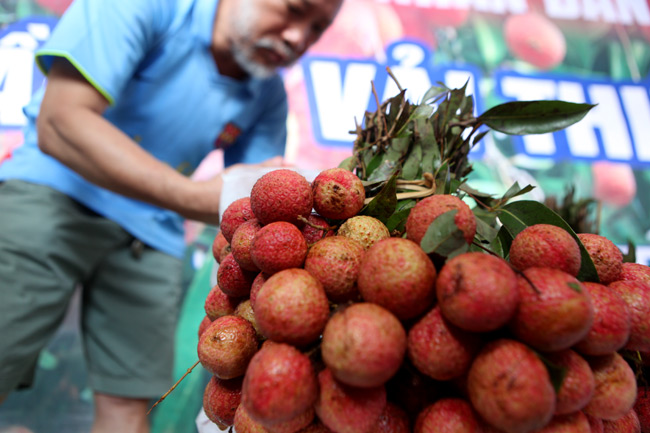 Người Hà Nội đã được ăn vải thiều Bắc Giang chính hiệu - 8