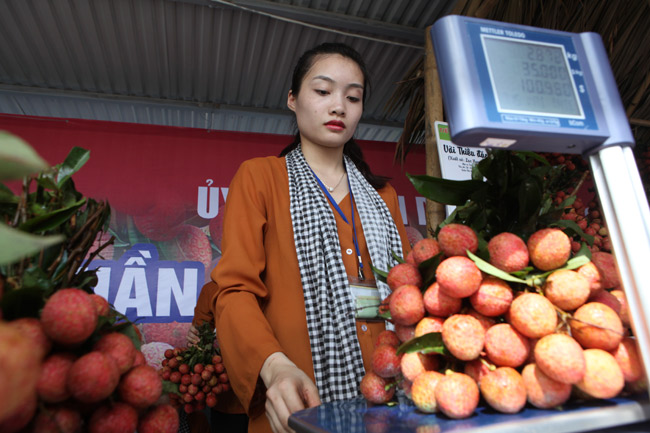 Người Hà Nội đã được ăn vải thiều Bắc Giang chính hiệu - 7