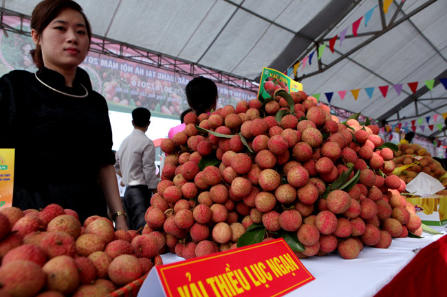 Người Hà Nội đã được ăn vải thiều Bắc Giang chính hiệu - 10