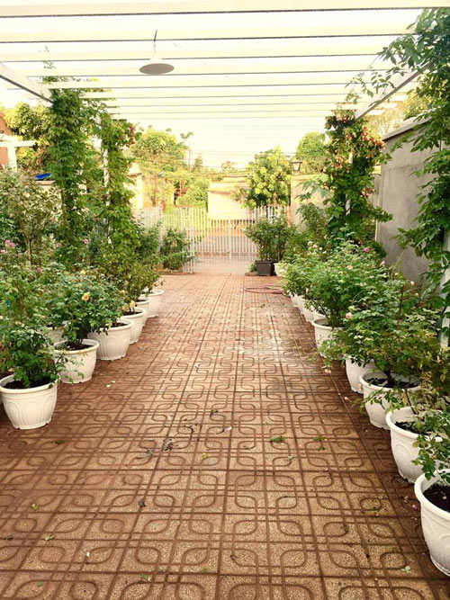 Ông bố 8X sở hữu vườn hồng rực rỡ 1000m2 - 2