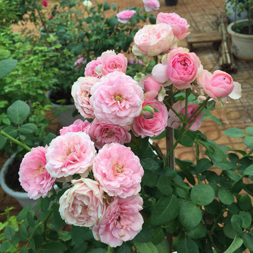 Ông bố 8X sở hữu vườn hồng rực rỡ 1000m2 - 3