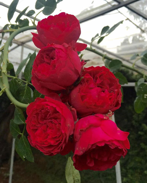 Ông bố 8X sở hữu vườn hồng rực rỡ 1000m2 - 6