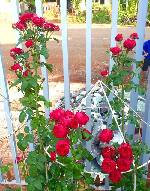 Ông bố 8X sở hữu vườn hồng rực rỡ 1000m2 - 8