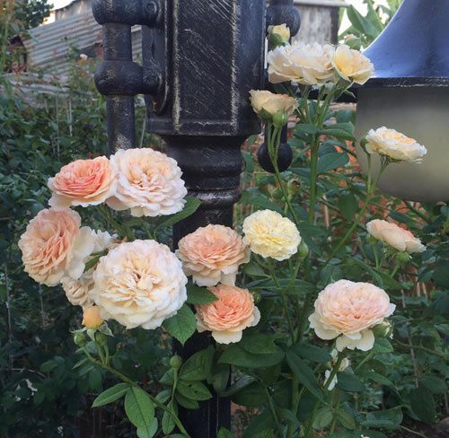 Ông bố 8X sở hữu vườn hồng rực rỡ 1000m2 - 7