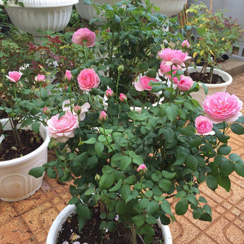 Ông bố 8X sở hữu vườn hồng rực rỡ 1000m2 - 9