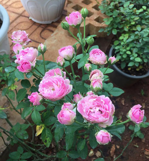 Ông bố 8X sở hữu vườn hồng rực rỡ 1000m2 - 10