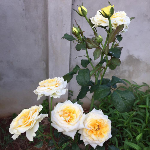 Ông bố 8X sở hữu vườn hồng rực rỡ 1000m2 - 11