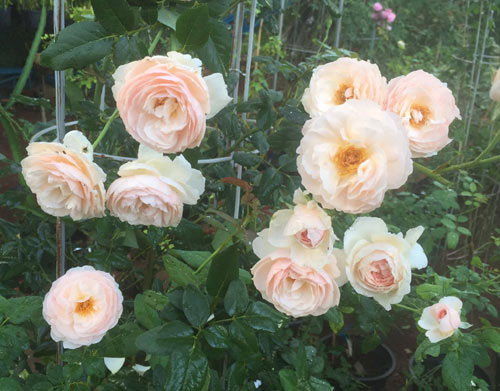 Ông bố 8X sở hữu vườn hồng rực rỡ 1000m2 - 12