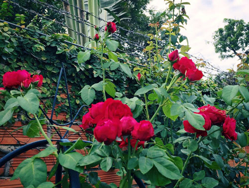 Ông bố 8X sở hữu vườn hồng rực rỡ 1000m2 - 13