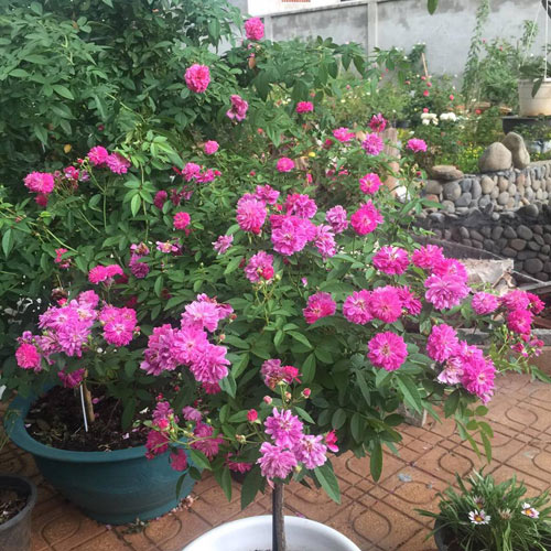 Ông bố 8X sở hữu vườn hồng rực rỡ 1000m2 - 14